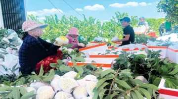 تطور ملحوظ في كمية وجودة التعاونيات الزراعية بمدينة كان ثو الفيتنامية